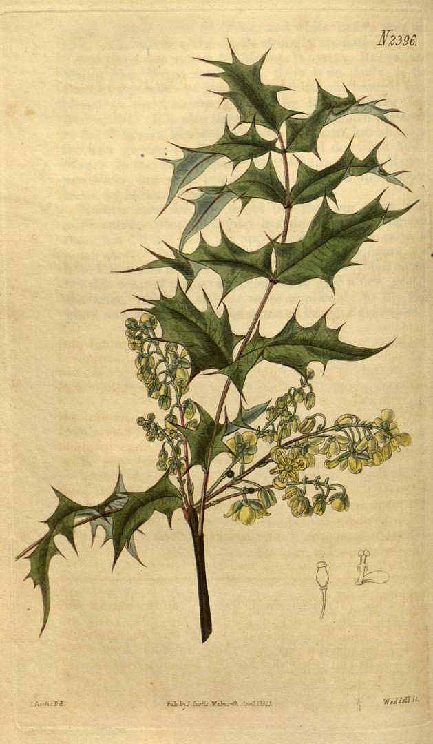 Mahonia aquifolium (Berberis) Curtis Botanical Magazine 1823
