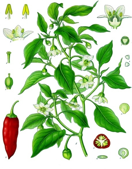 Capsicum annum Köhler's Medizinal Pflanzen