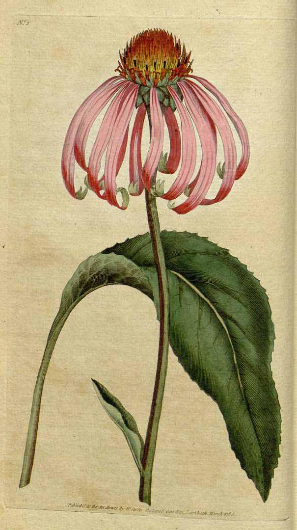 Echinacea Purpurea Botanical Magazine 1787